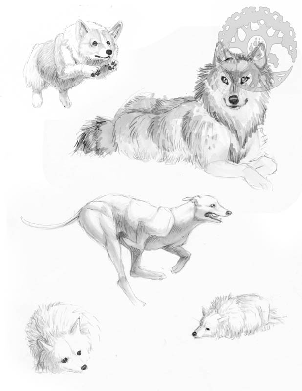 Animal Anatomy sketches - 7 by KatieHofgard on DeviantArt