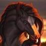 Dark Stallion Portrait
