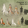 Canine Clans Overview