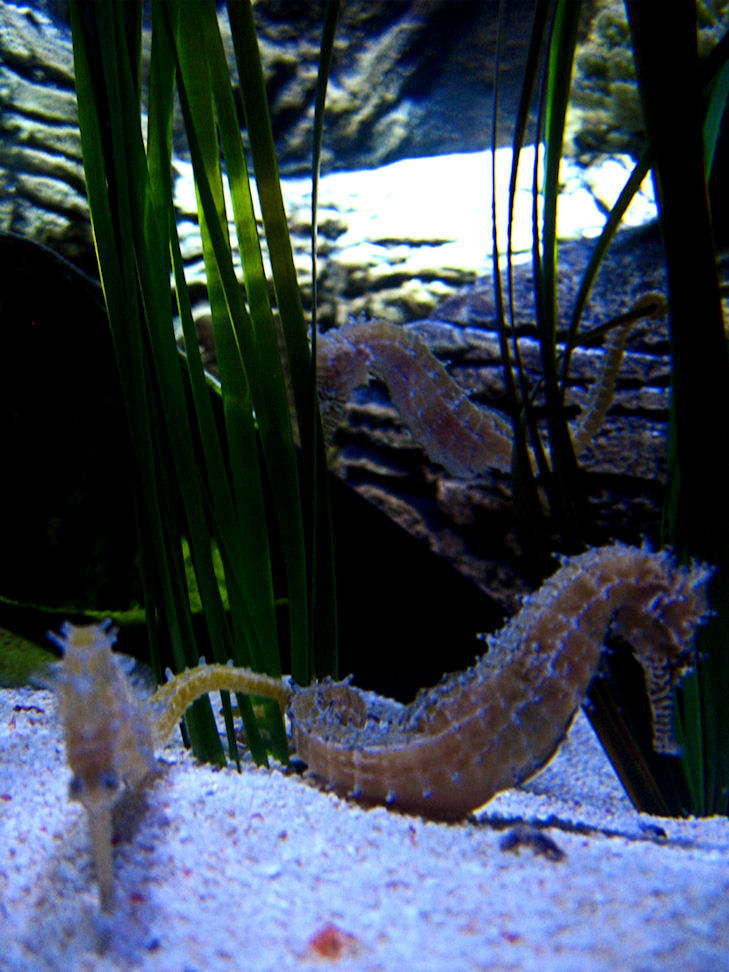 Seahorses.