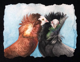 Jacobin Pigeon Couple by TheNeverEndingPit
