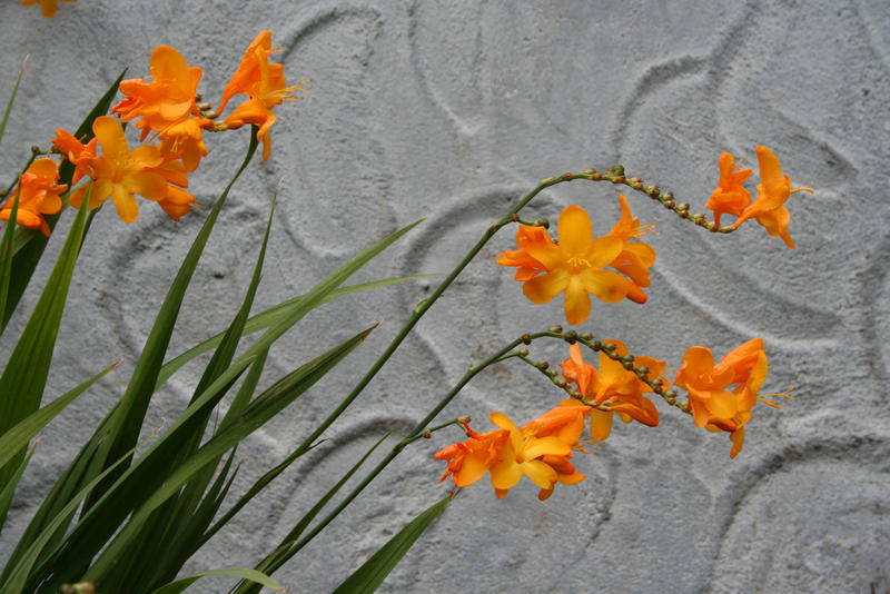 Freesia Frieze