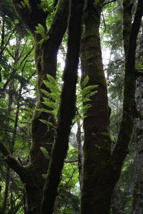 Fern Wings