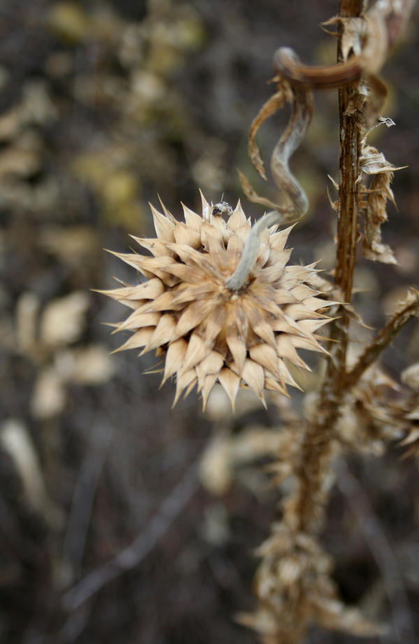 Twisted Thistle