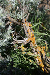 Lichen on Sage