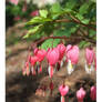 Bleeding Hearts