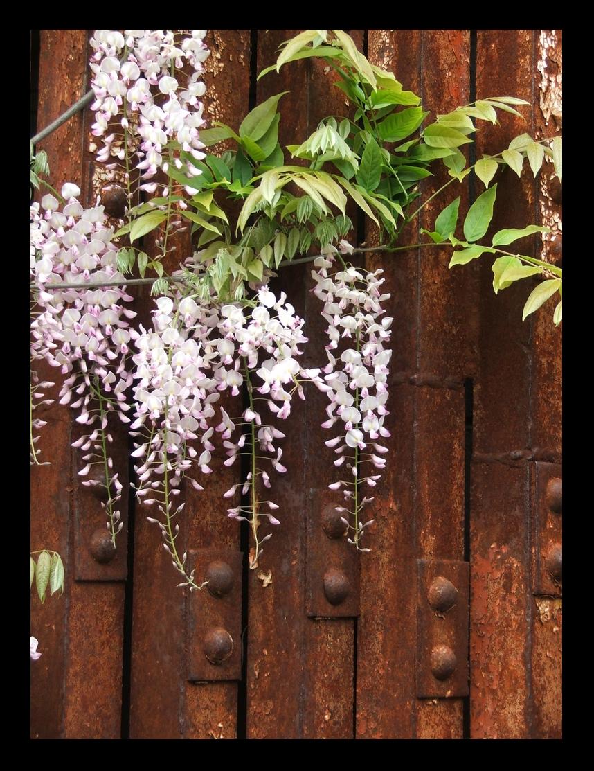 Wisteria on Iron