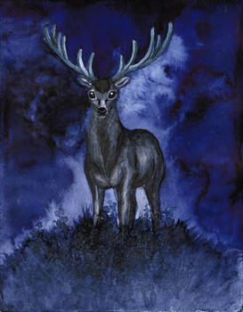 Deer at night