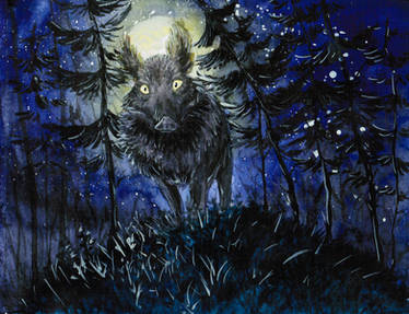 Wild boar at night
