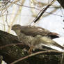 Bird of prey in city