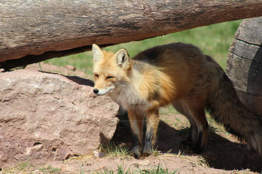 Fox