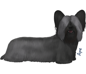 Skye Terrier - CN