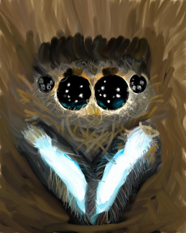 Spider Insect Deviantart Spider by IrishOgre on DeviantArt