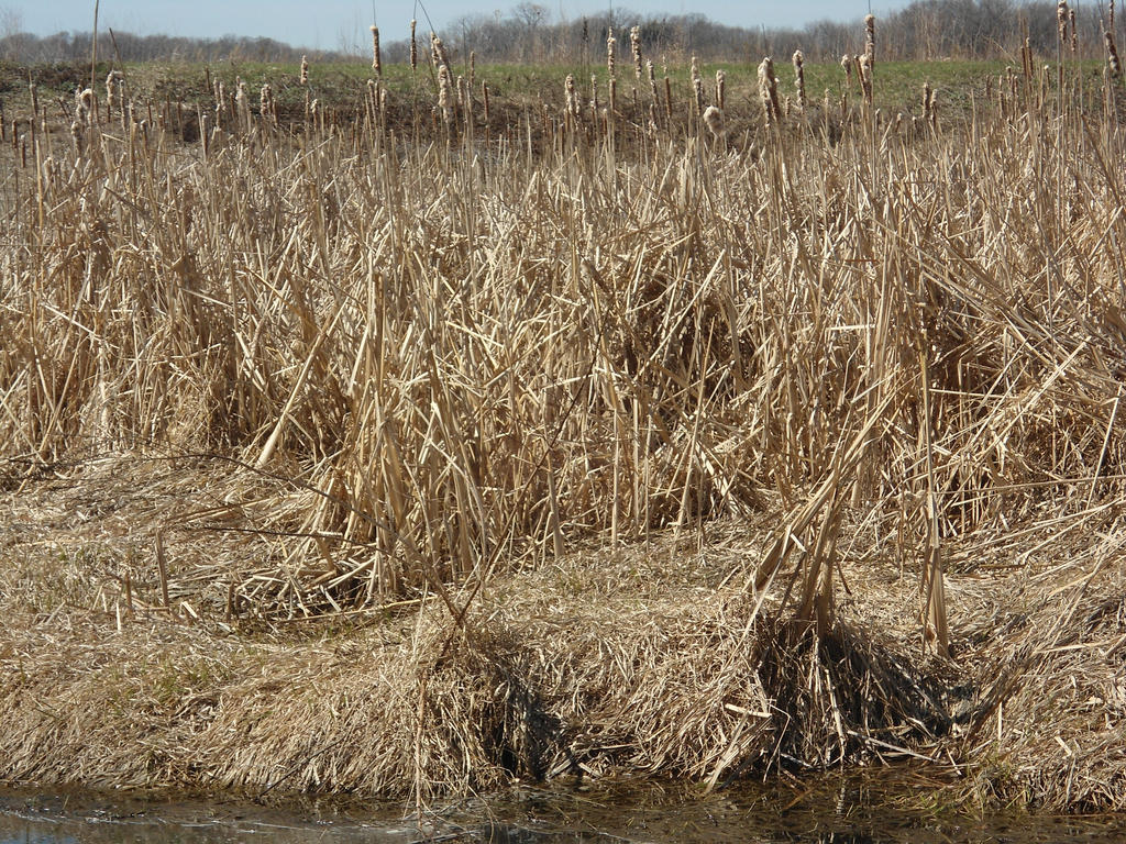 Reed Bed by Echosong101 on DeviantArt