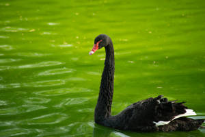 Black Swan