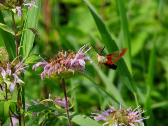 Hummingbird Moth 2