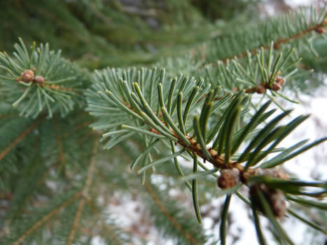 Pine Needles