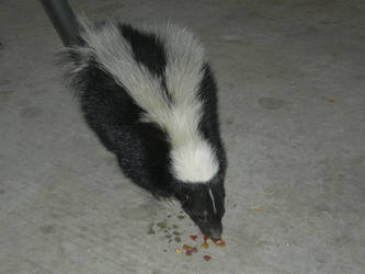 Skunk