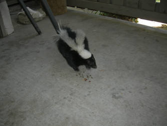 Skunk 3