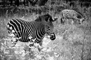 Zebras from Zambia by hosagu