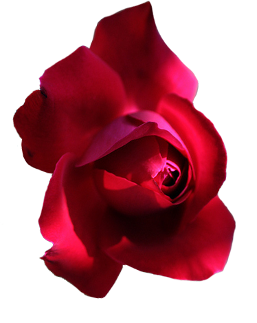 Rosa PNG