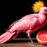 Bird and grapefruit