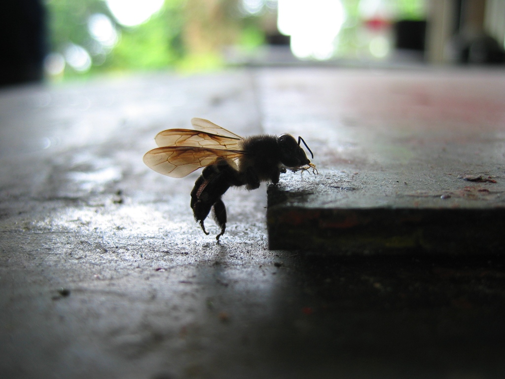 macro bee