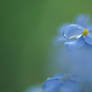 droplet, forget-me-not