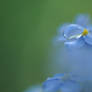 droplet,  forget-me-not