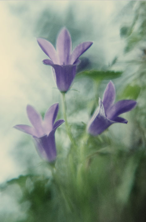 Campanula. 03