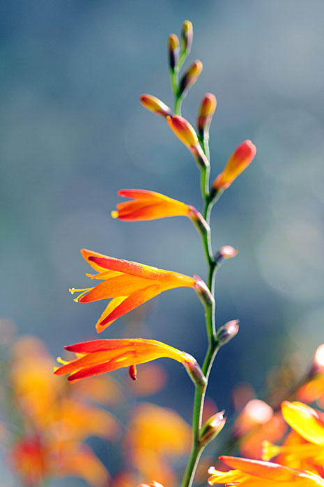 Crocosmia 01