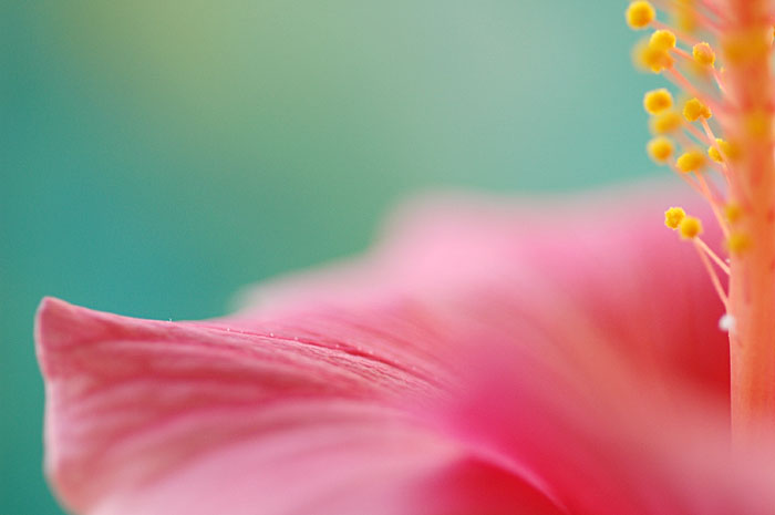 Hibiscus 'Pink Dream' - I