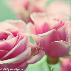 Roses-Lensbaby Composer - III by AlexEdg