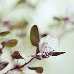 Rhododendron Dauricum - I by AlexEdg
