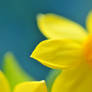 Daffodil - I