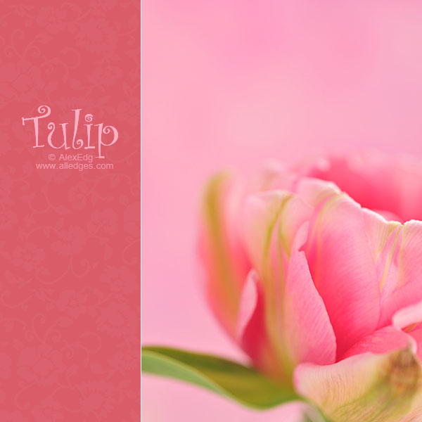 Tulip - II