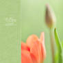 Tulips - I