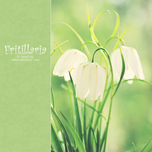 Fritillaria Meleagris Alba