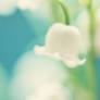 Lily of the Valley - III