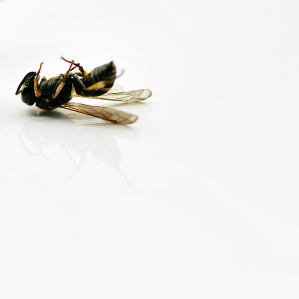 dead wasp