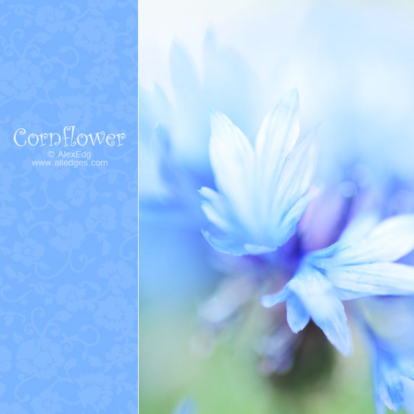 blue cornflower