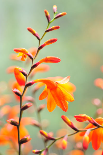 Crocosmia. 02