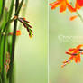 Crocosmia 03