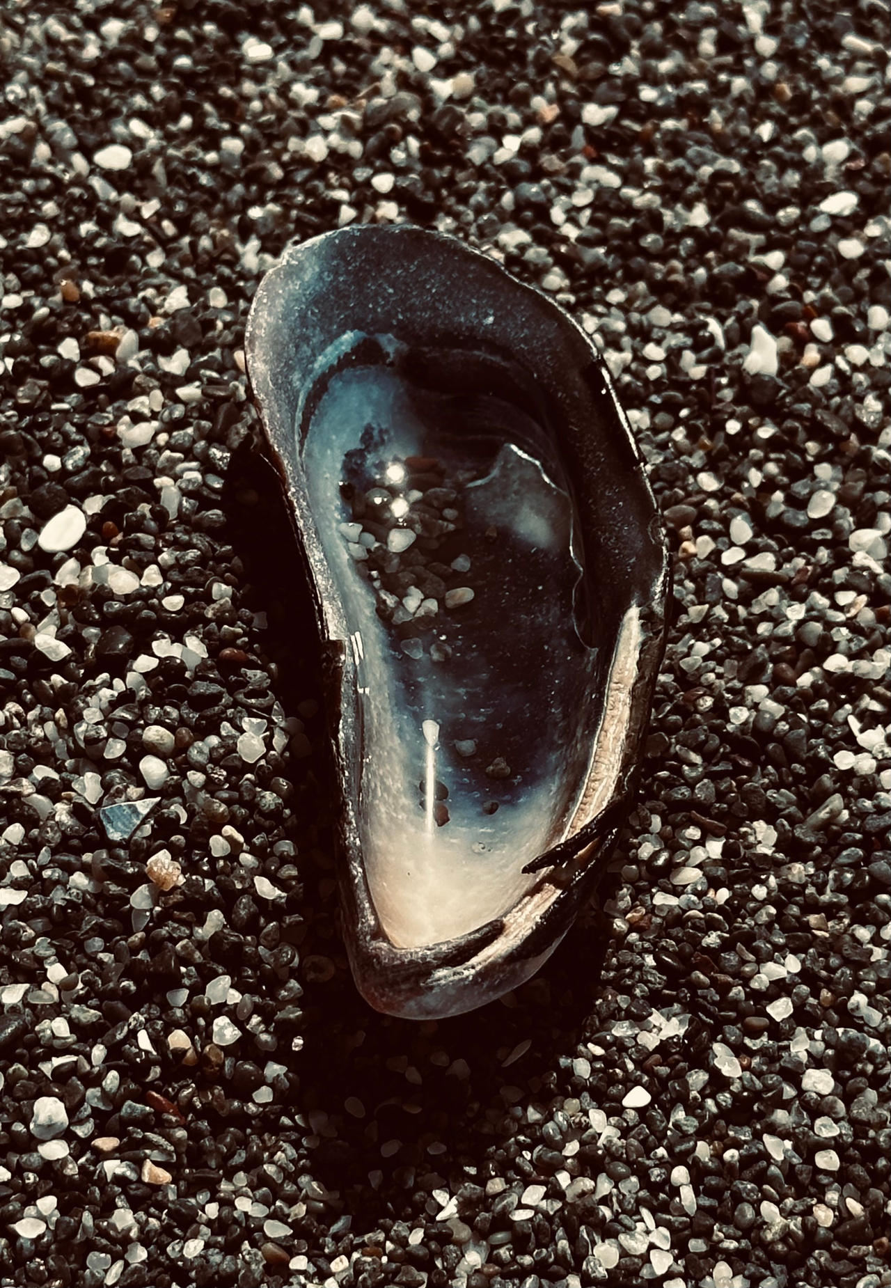 The Shell by TheSiskoDS9 on DeviantArt