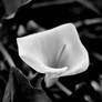 Water Arum