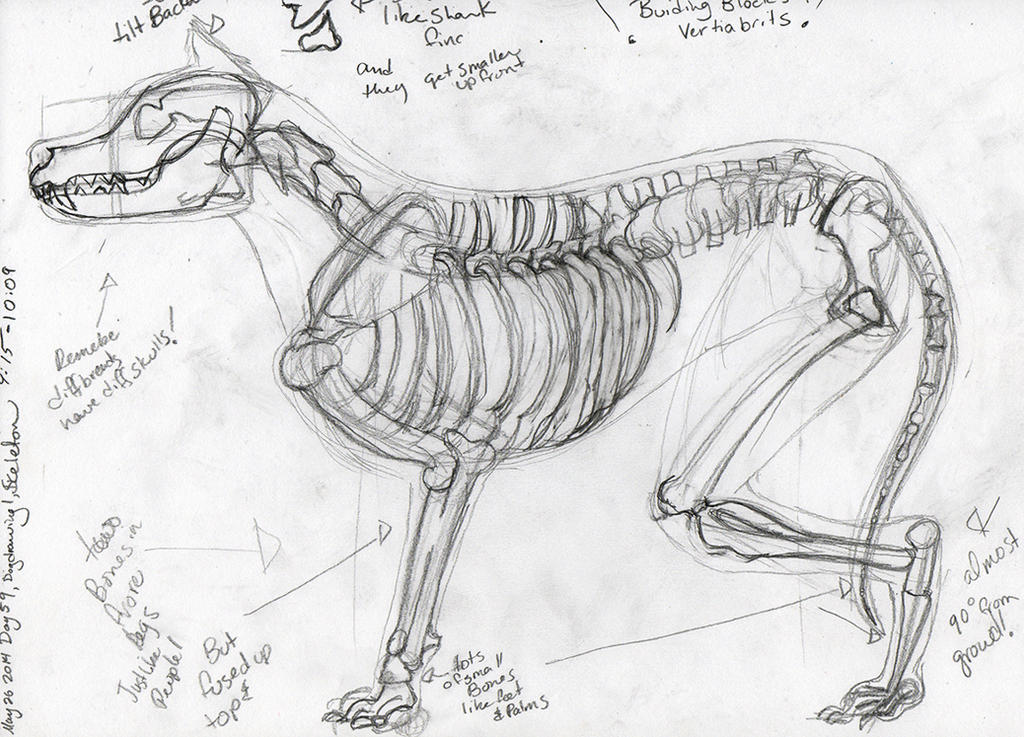 Figure Drawing 59: dog skeleton by nightkidlaura on DeviantArt