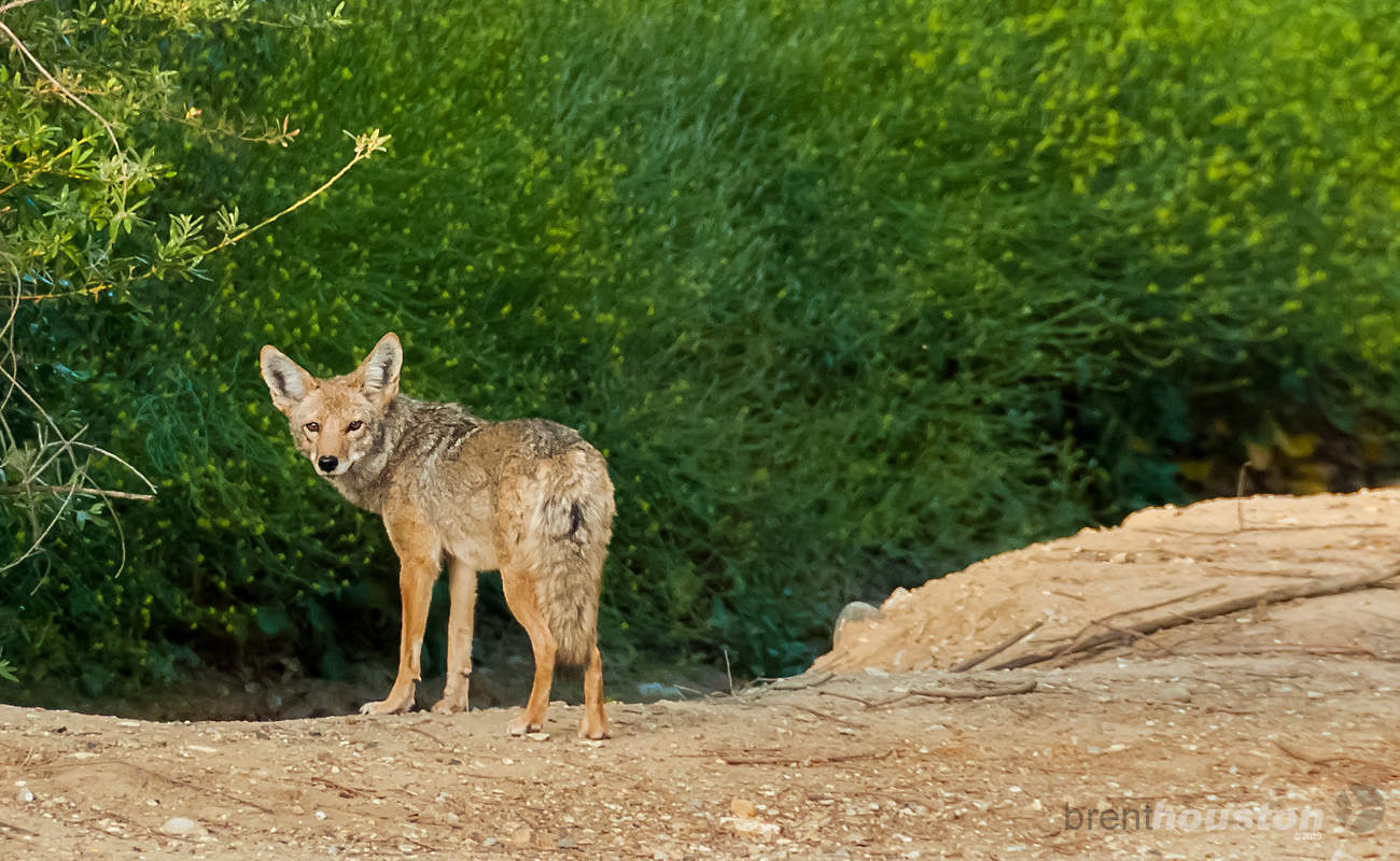 true men don't kill coyotes