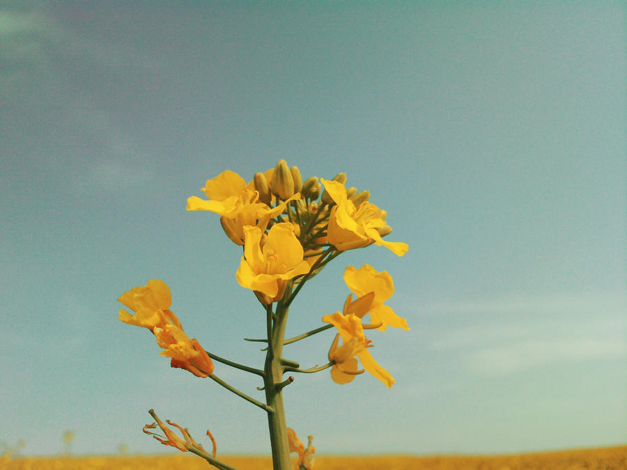 Risen flower