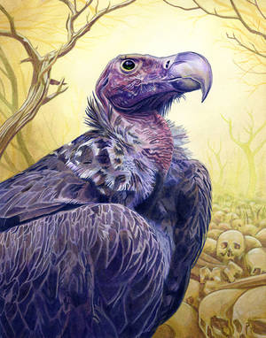 Vulture by Alanpaints