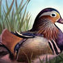 Mandarin Duck